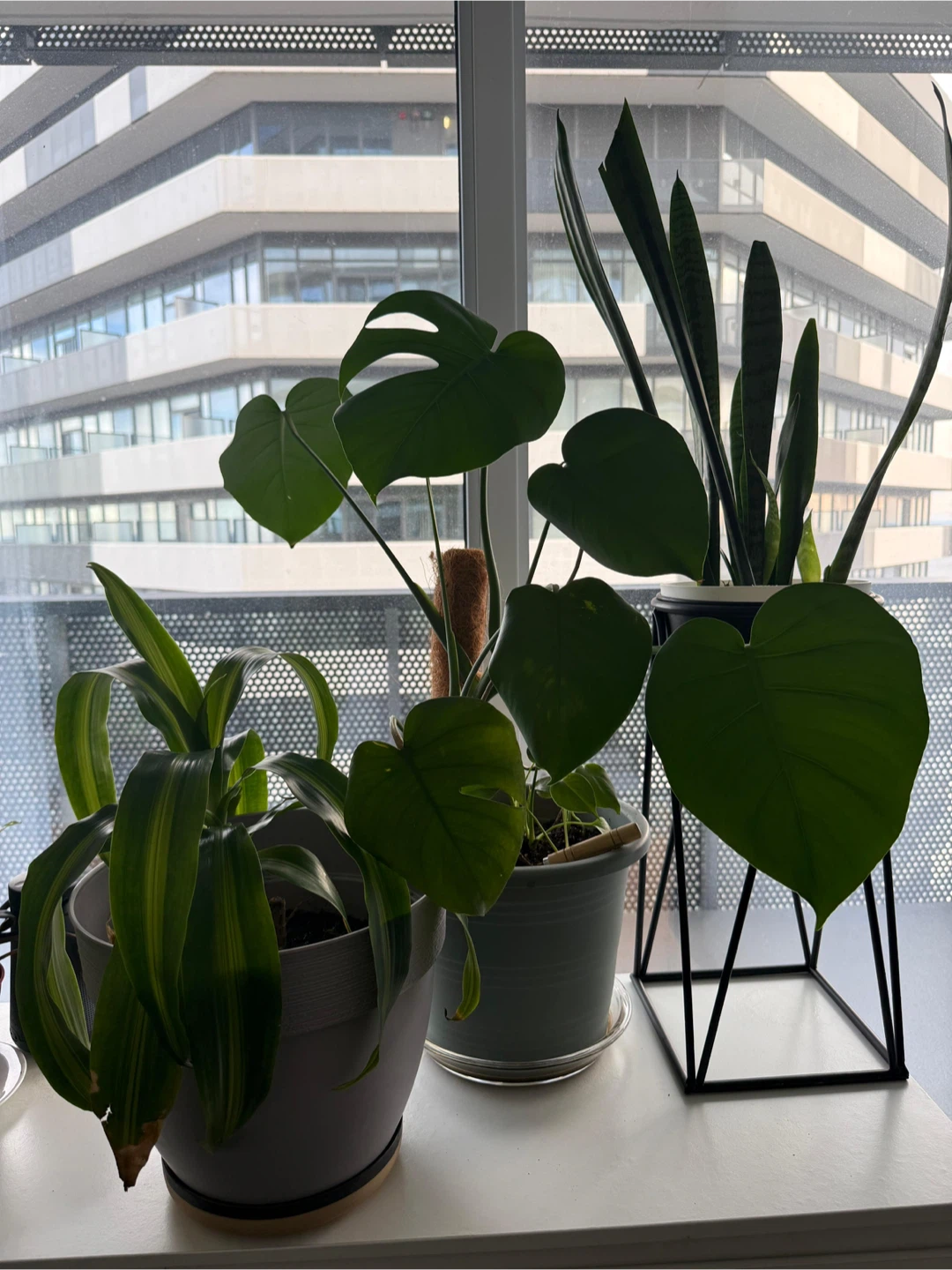Assorted plants and stand