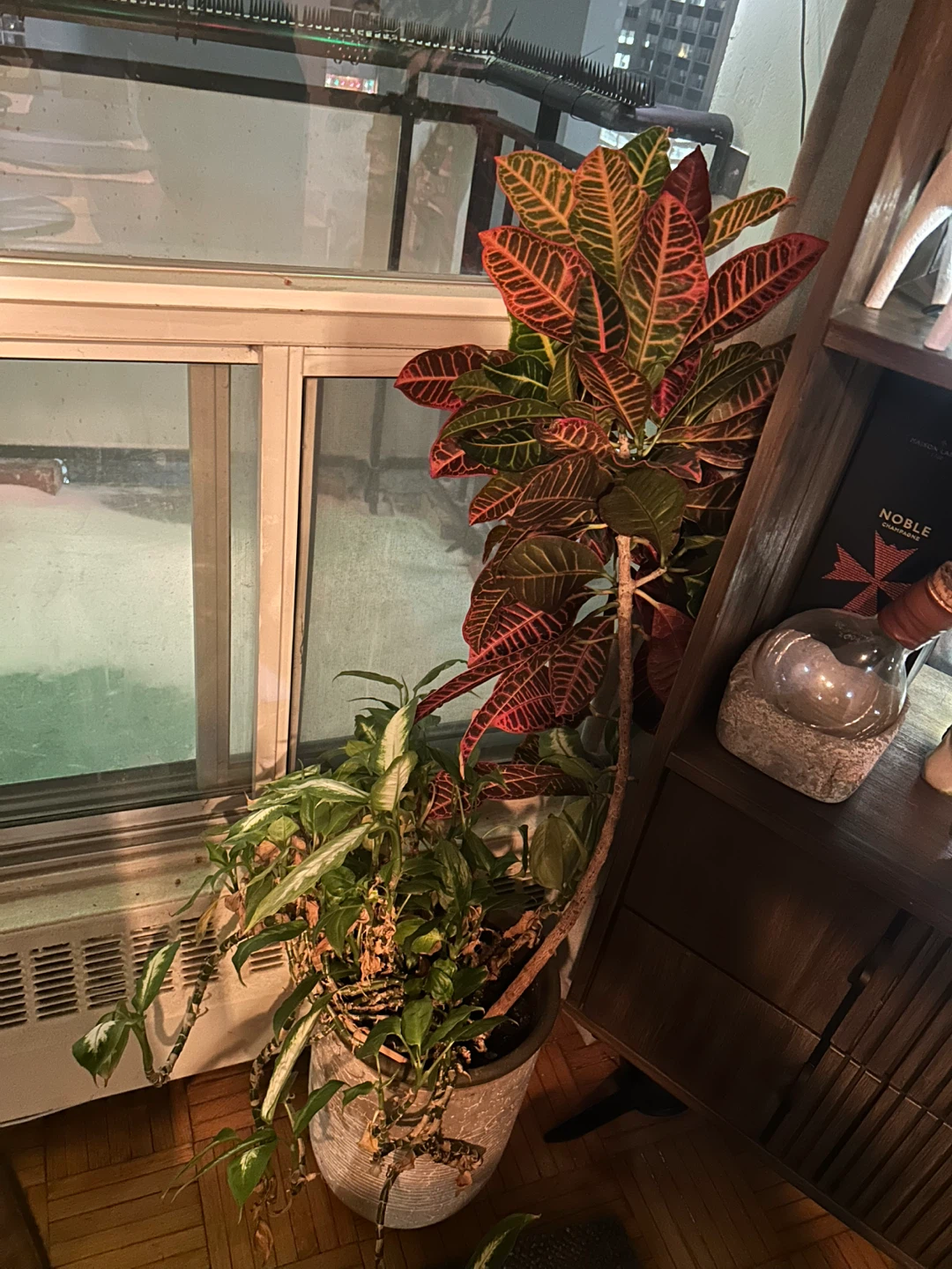 Assorted plants