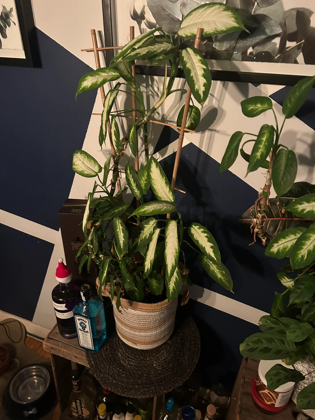 Plant in Woven basket pot