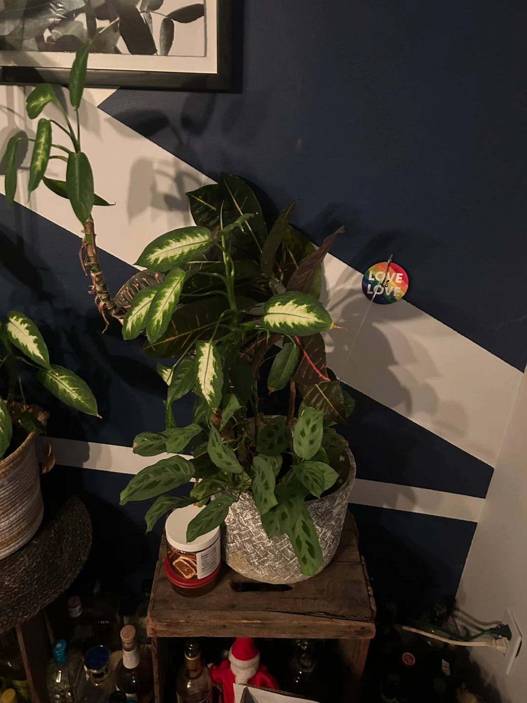 Potted Plant