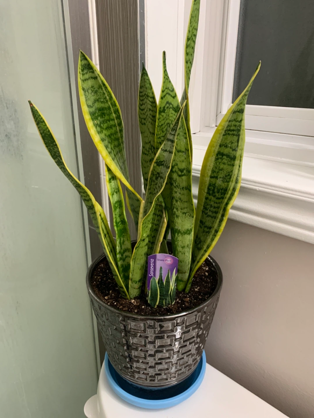 Sansevieria Snake Plant with Pot