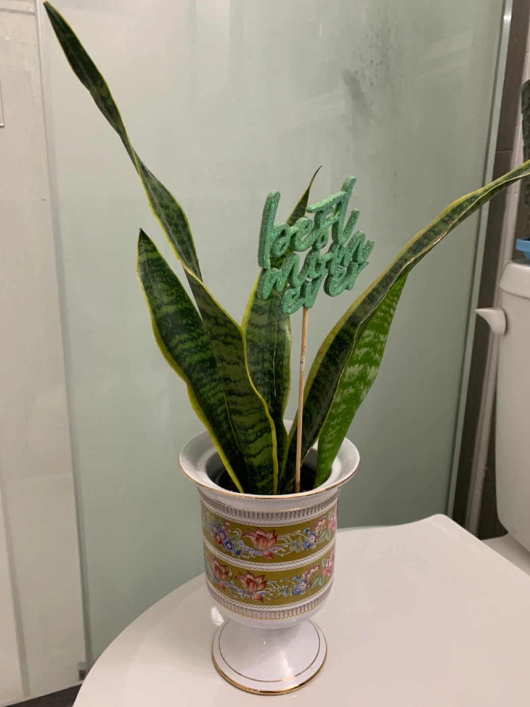 Snake Plant in Decorative Pot
