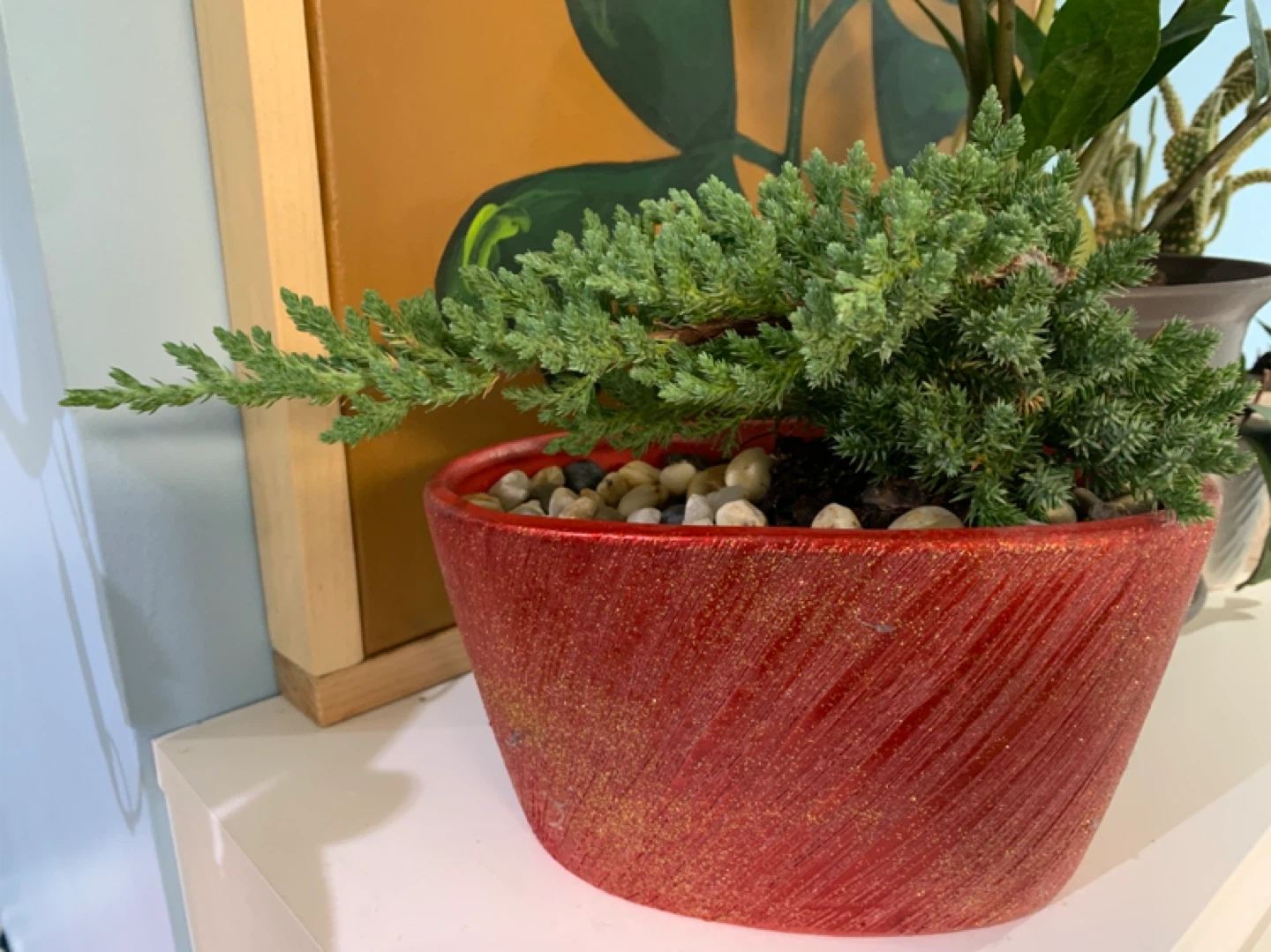 Potted Juniper Bonsai