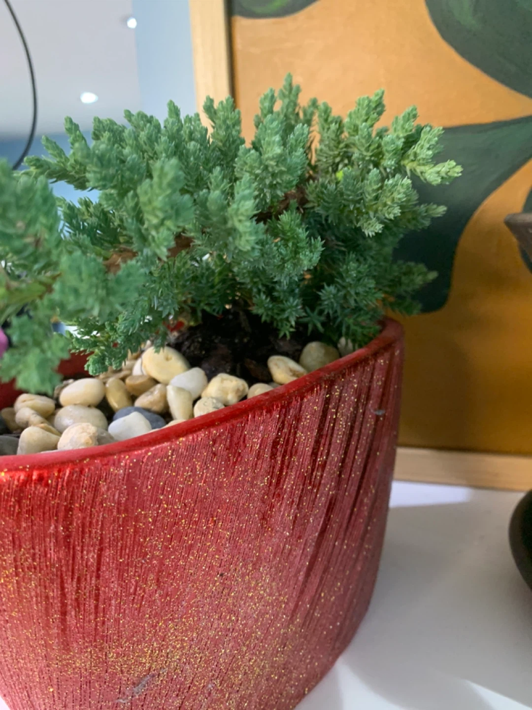 Potted Juniper Bonsai - photo 3