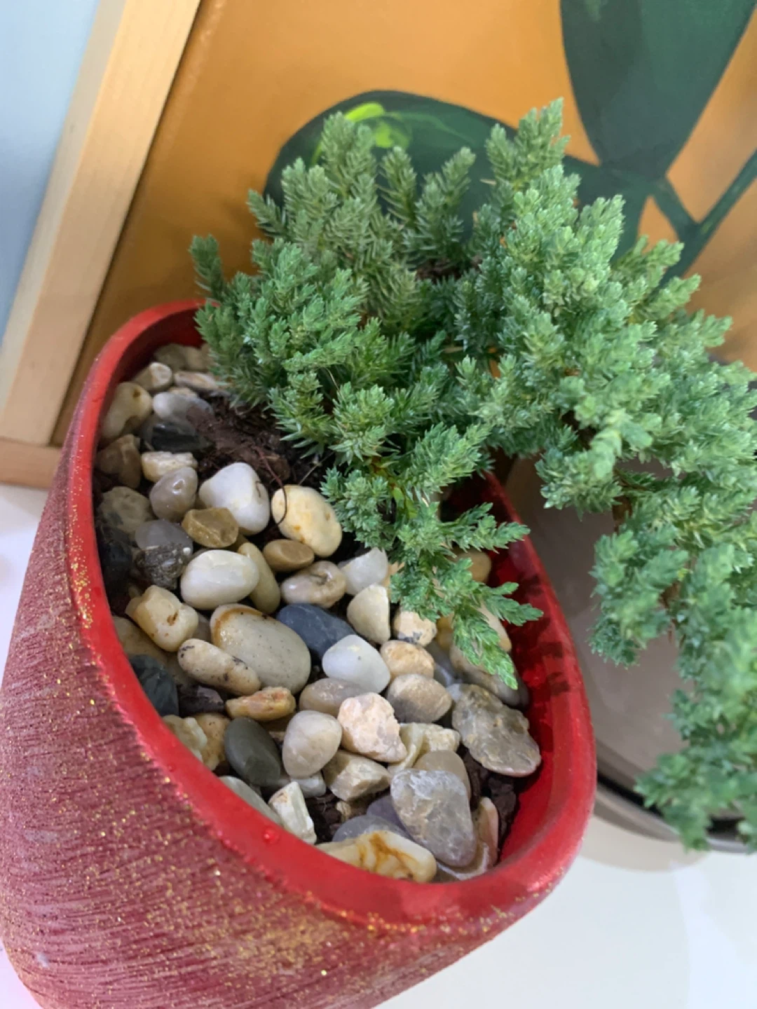 Potted Juniper Bonsai - photo 2