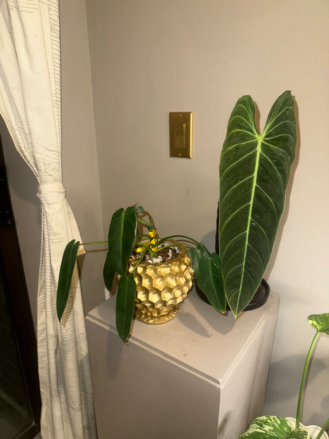 rare PSS whole plant with pot - photo 5