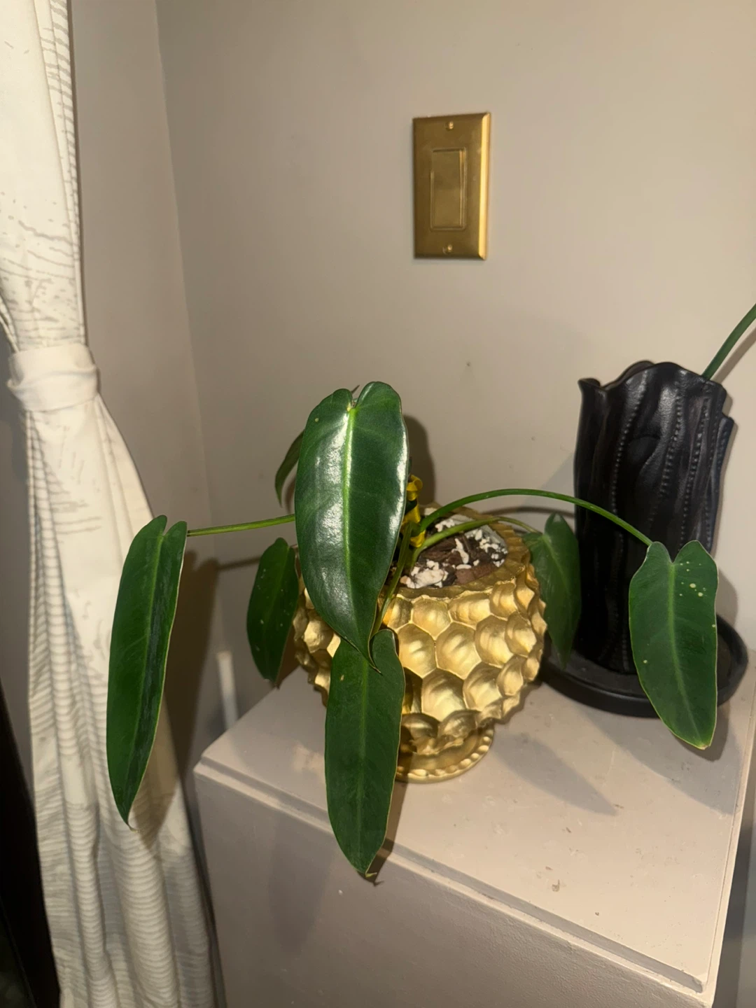 rare PSS whole plant with pot - photo 3