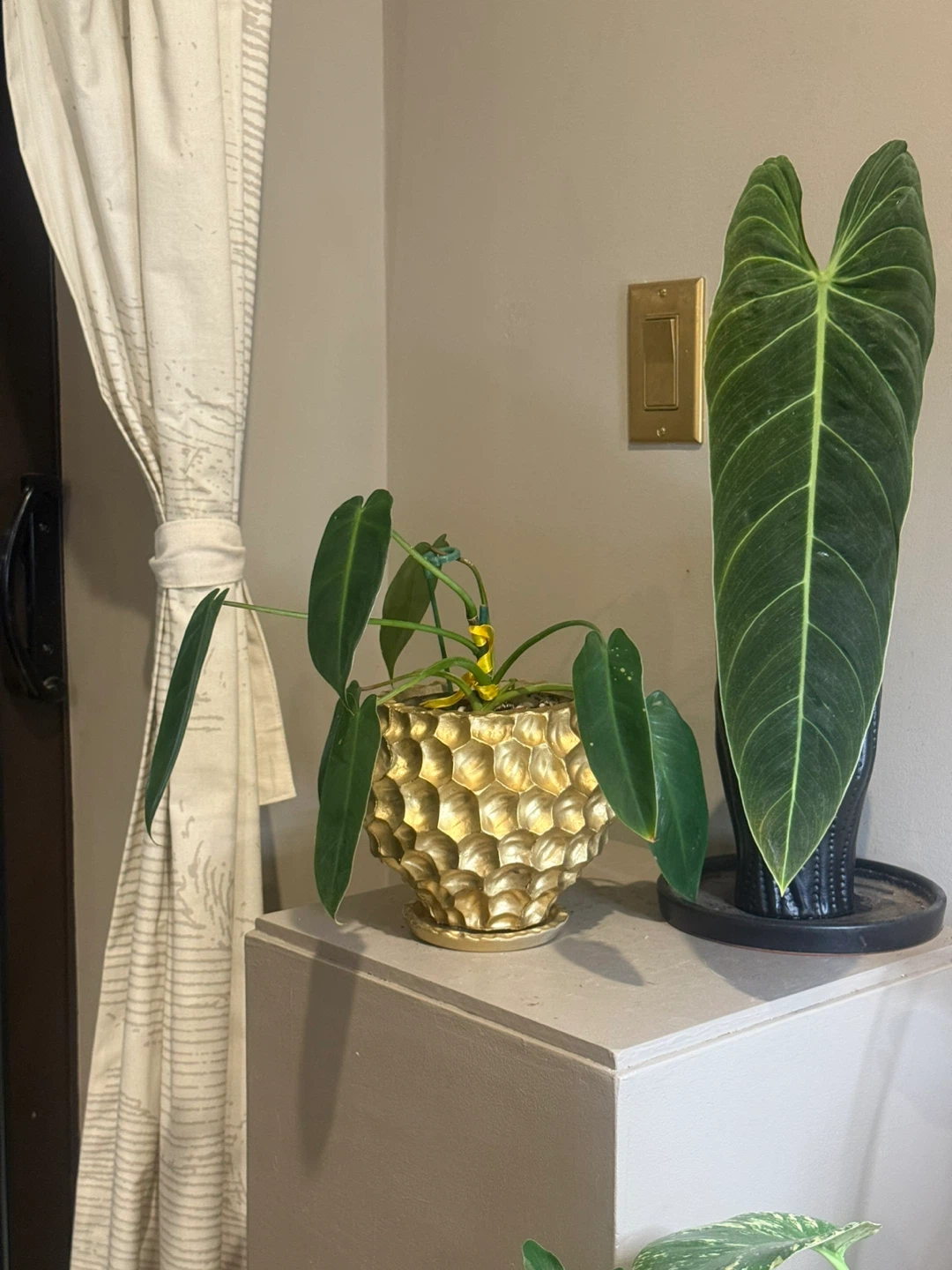 rare PSS whole plant with pot - photo 2