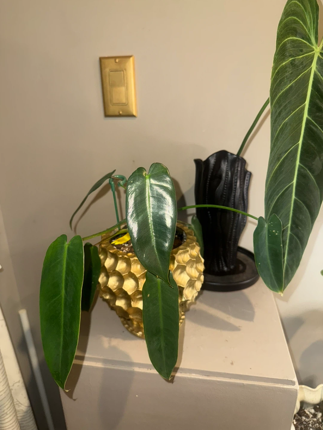 rare PSS whole plant with pot - photo 4