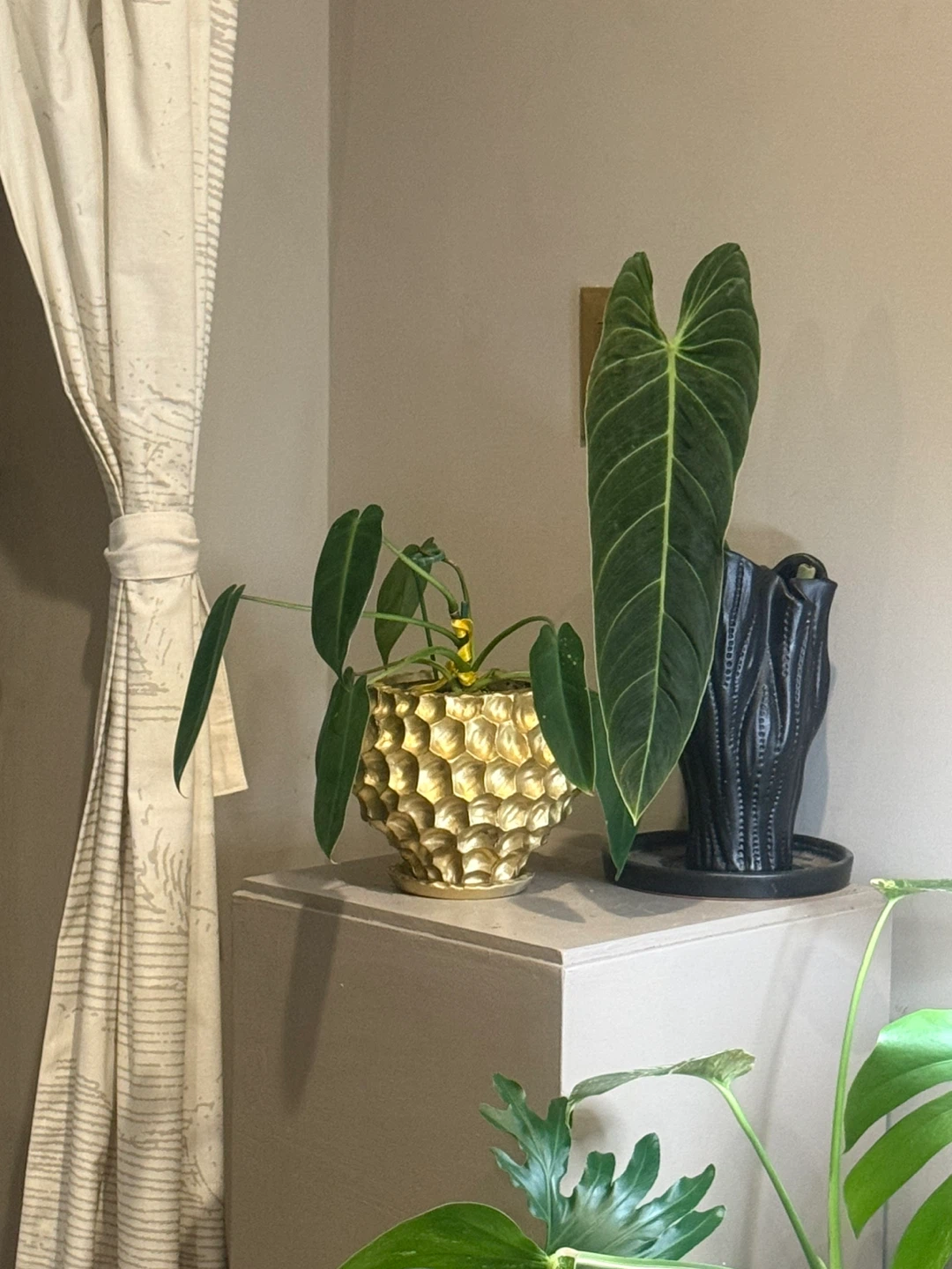 rare PSS whole plant with pot