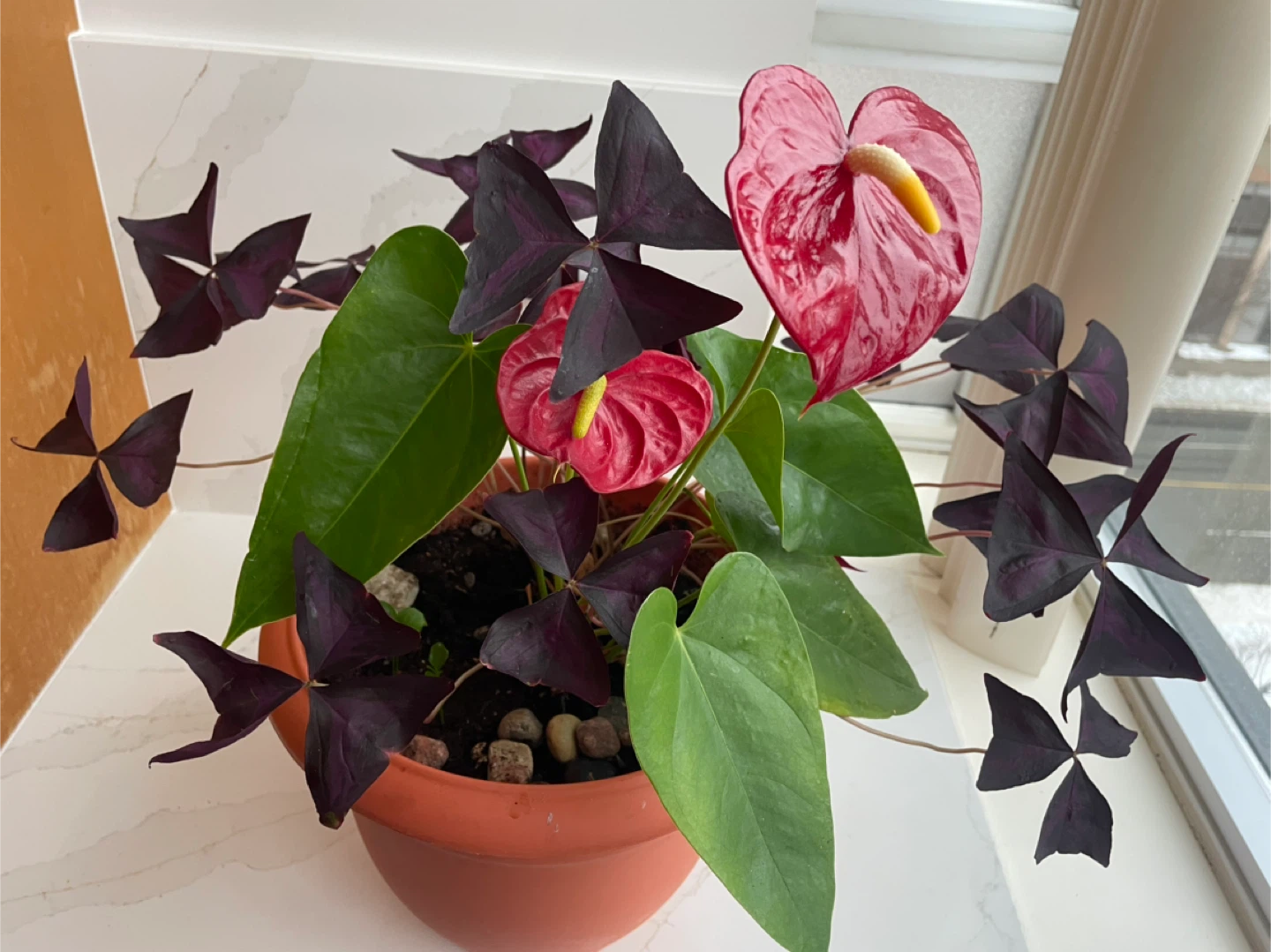Purple Shamrock & Anthurium Plant Combo