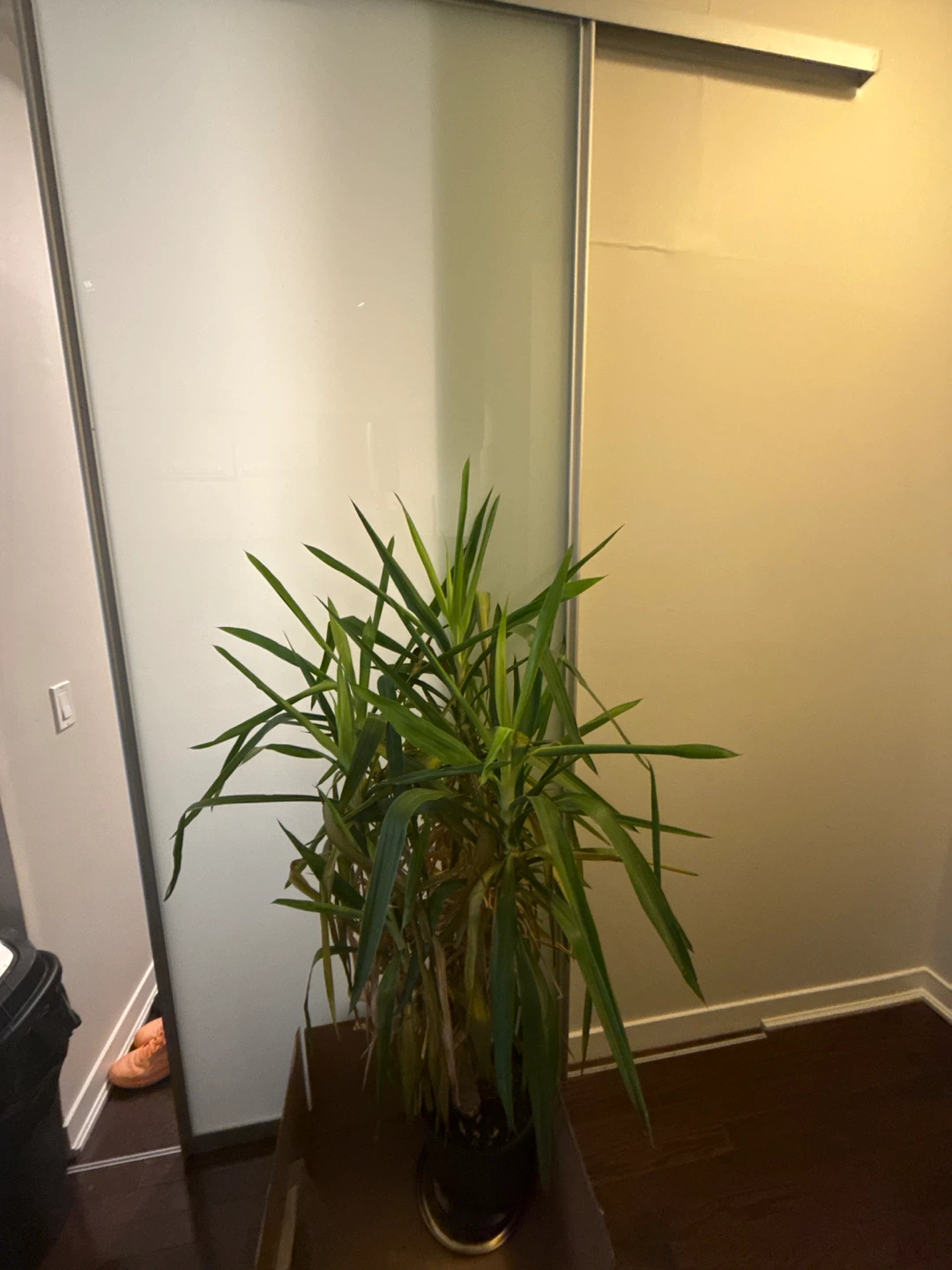 Yucca Plant - photo 4