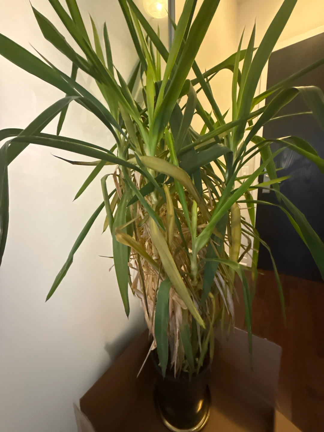 Yucca Plant - photo 3