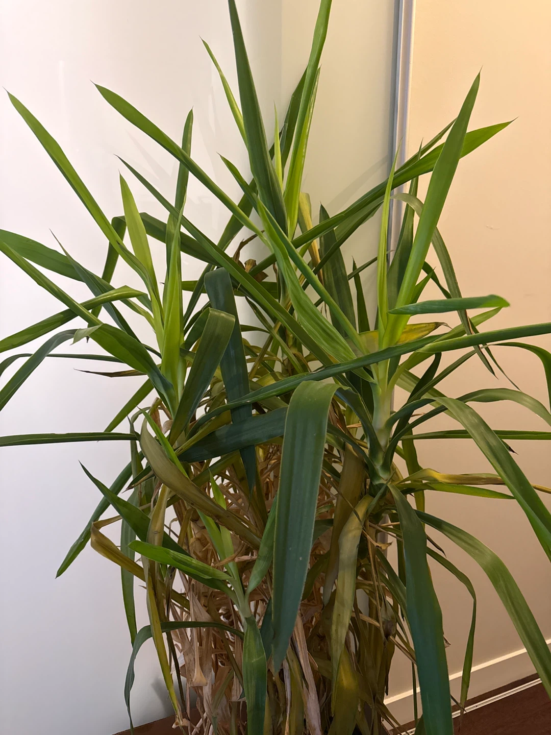 Yucca Plant - photo 2