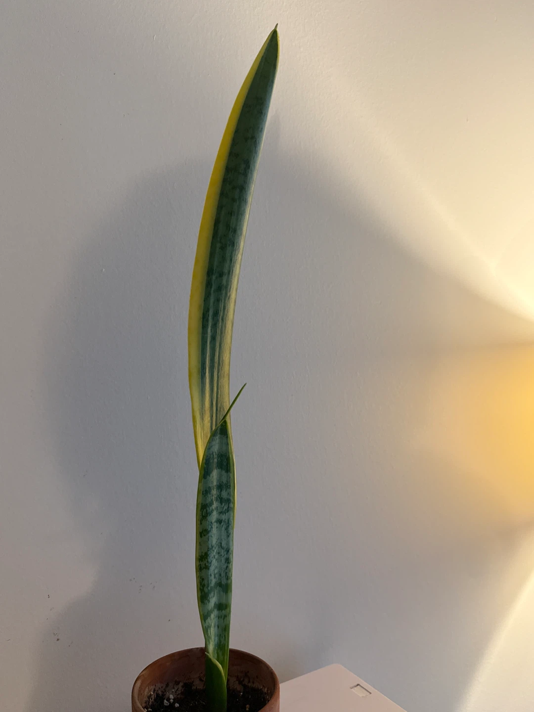 Snake Plant in Terracotta Pot - photo 3