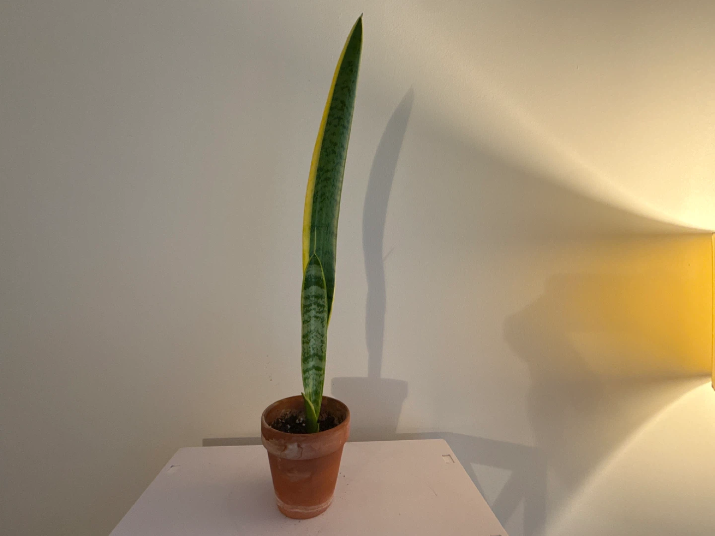 Snake Plant in Terracotta Pot - photo 4
