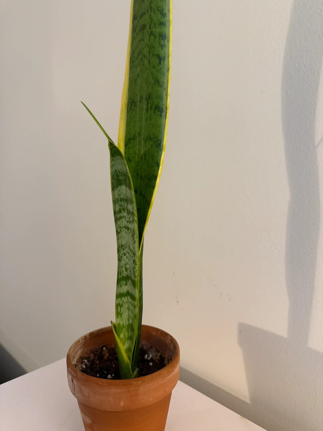 Snake Plant in Terracotta Pot - photo 2