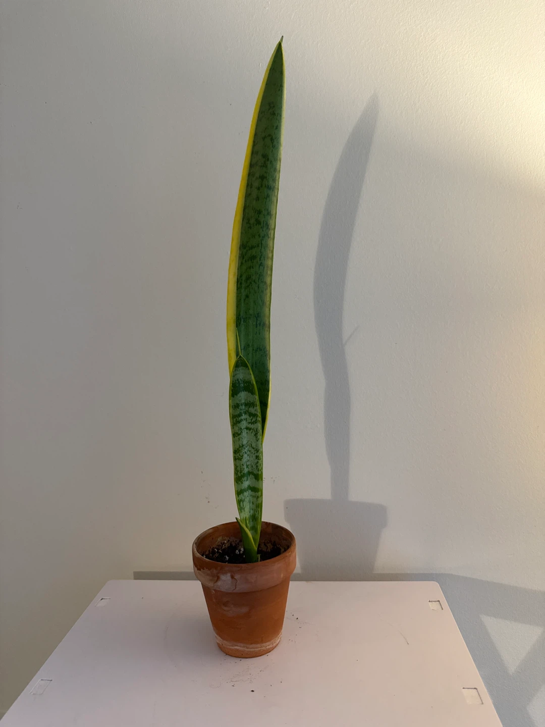 Snake Plant in Terracotta Pot