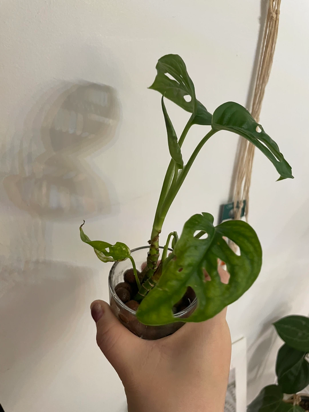 Monstera Adansonii Plant