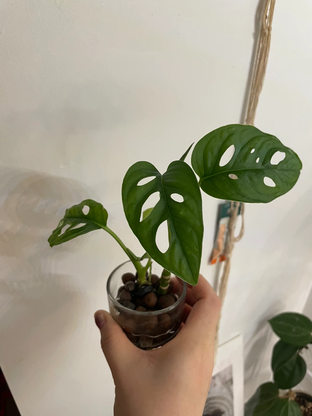 Monstera Adansonii Plant - photo 2