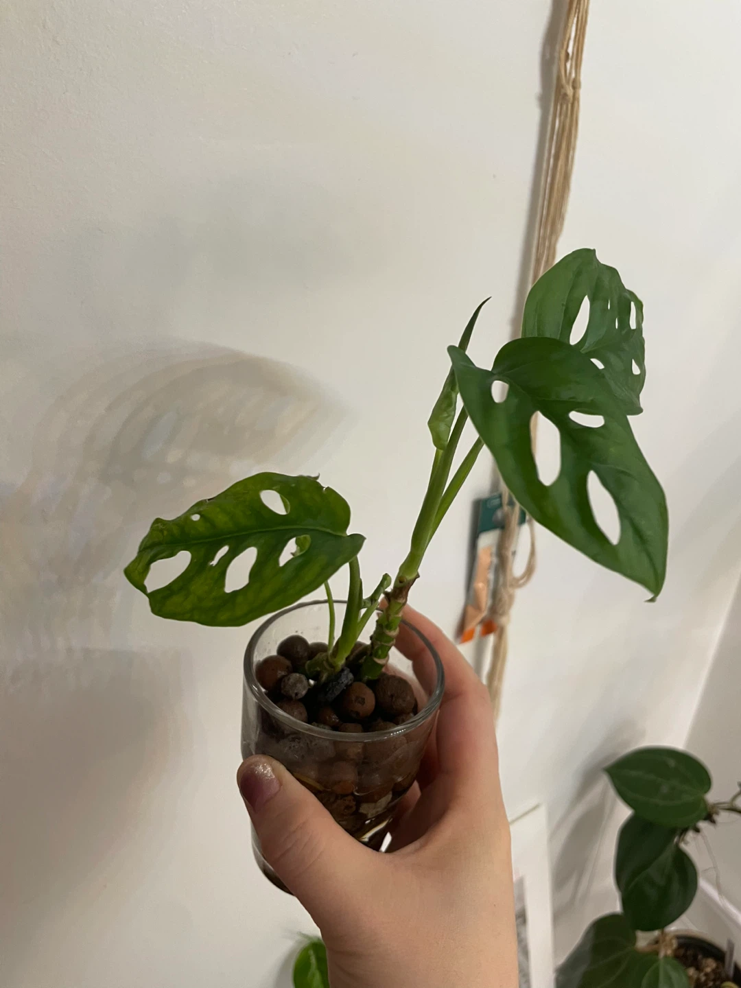 Monstera Adansonii Plant - photo 3
