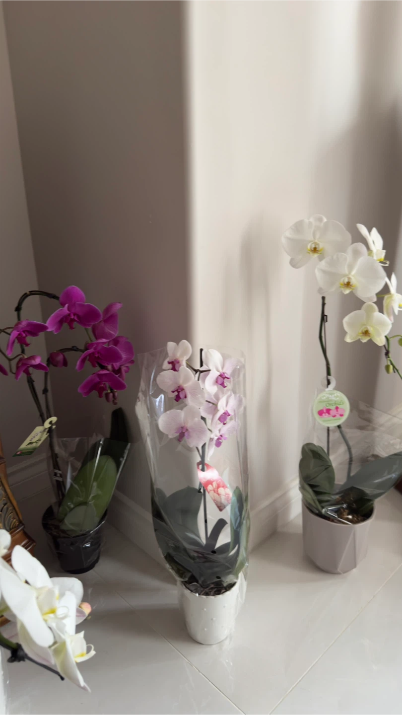 Orchid Plant - photo 3