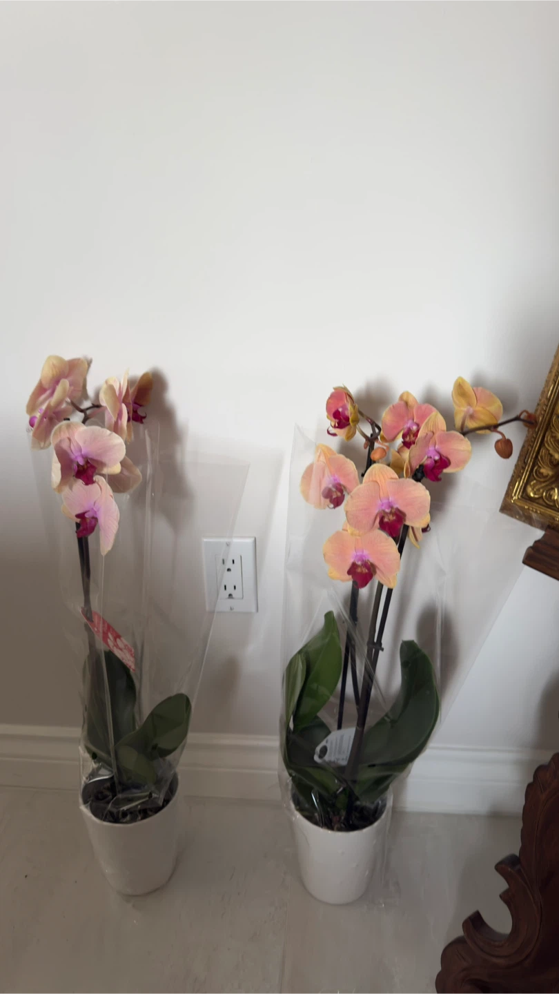 Orchid Plant