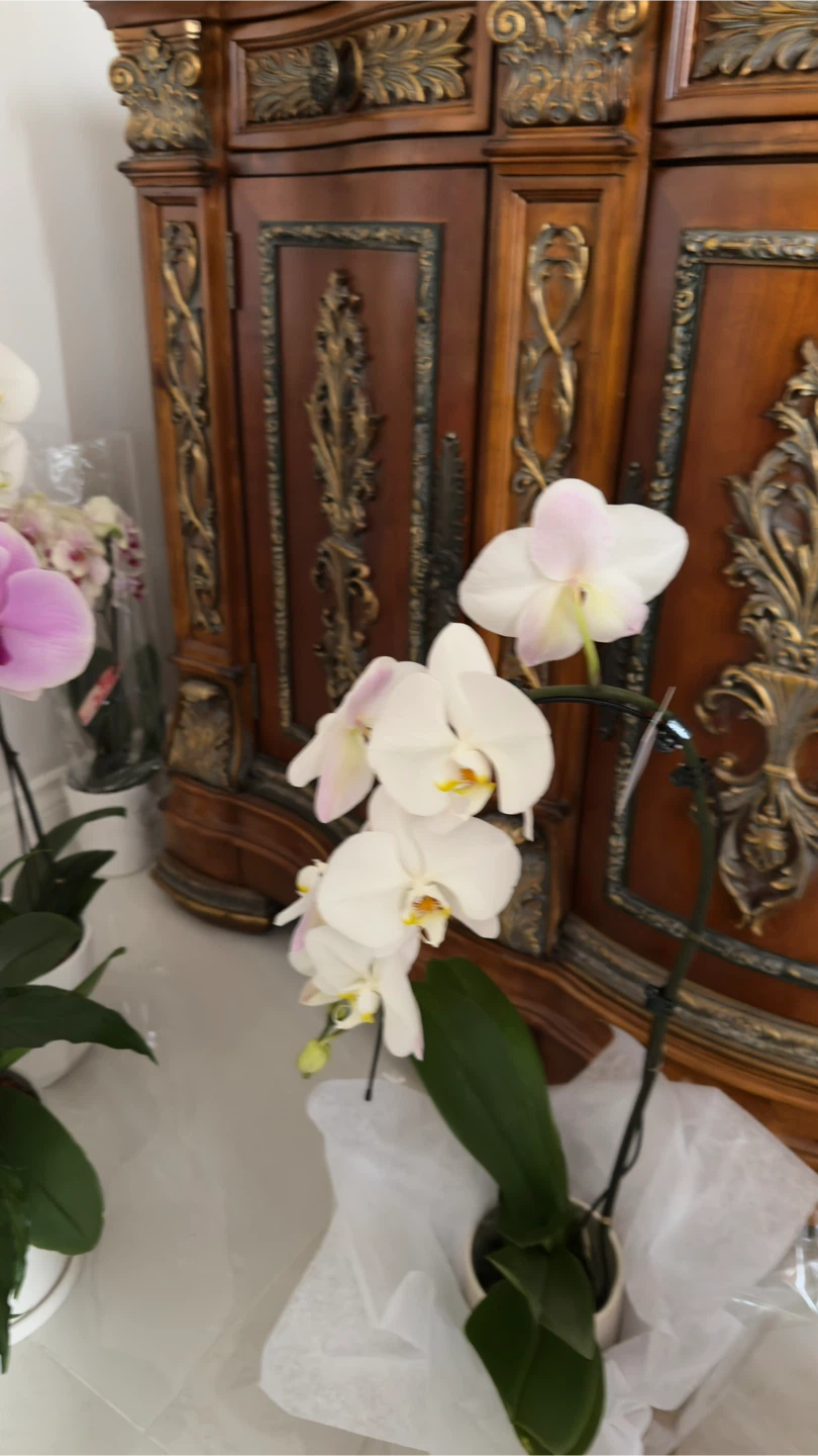 Orchid Plant - photo 2