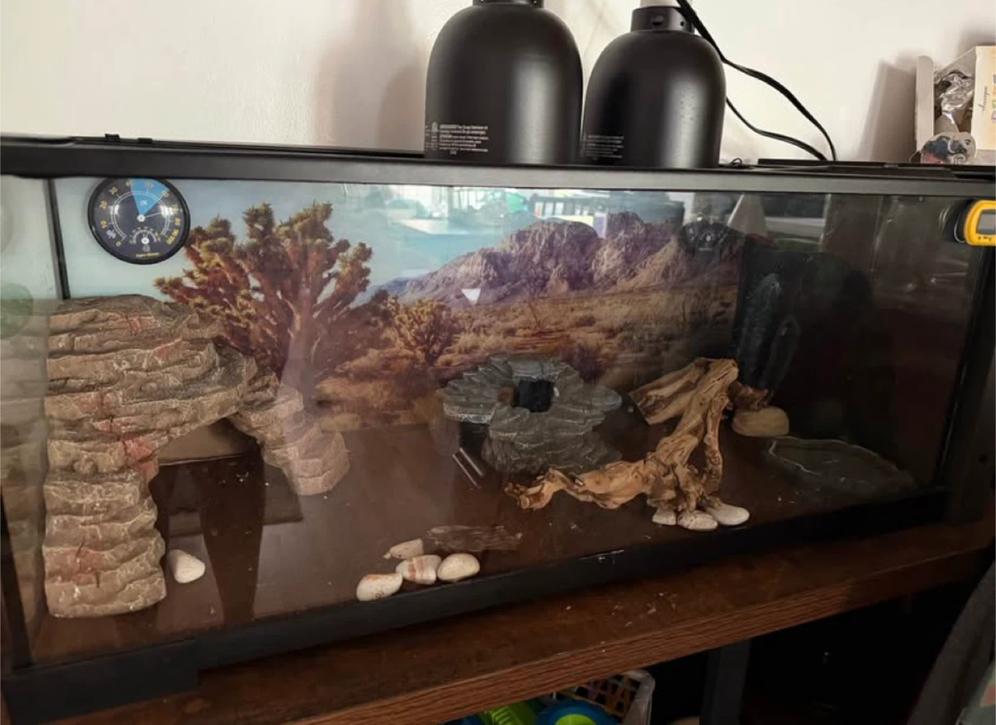 Reptile Terrarium with Accessories