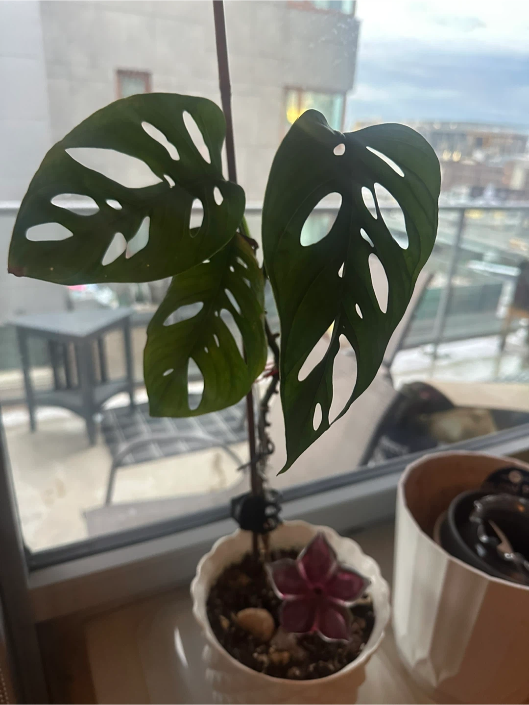 Monstera Adansonii Plant