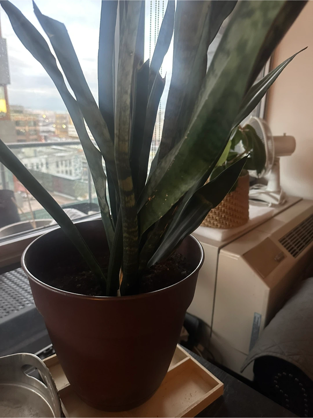 Snake Plant in Brown Pot