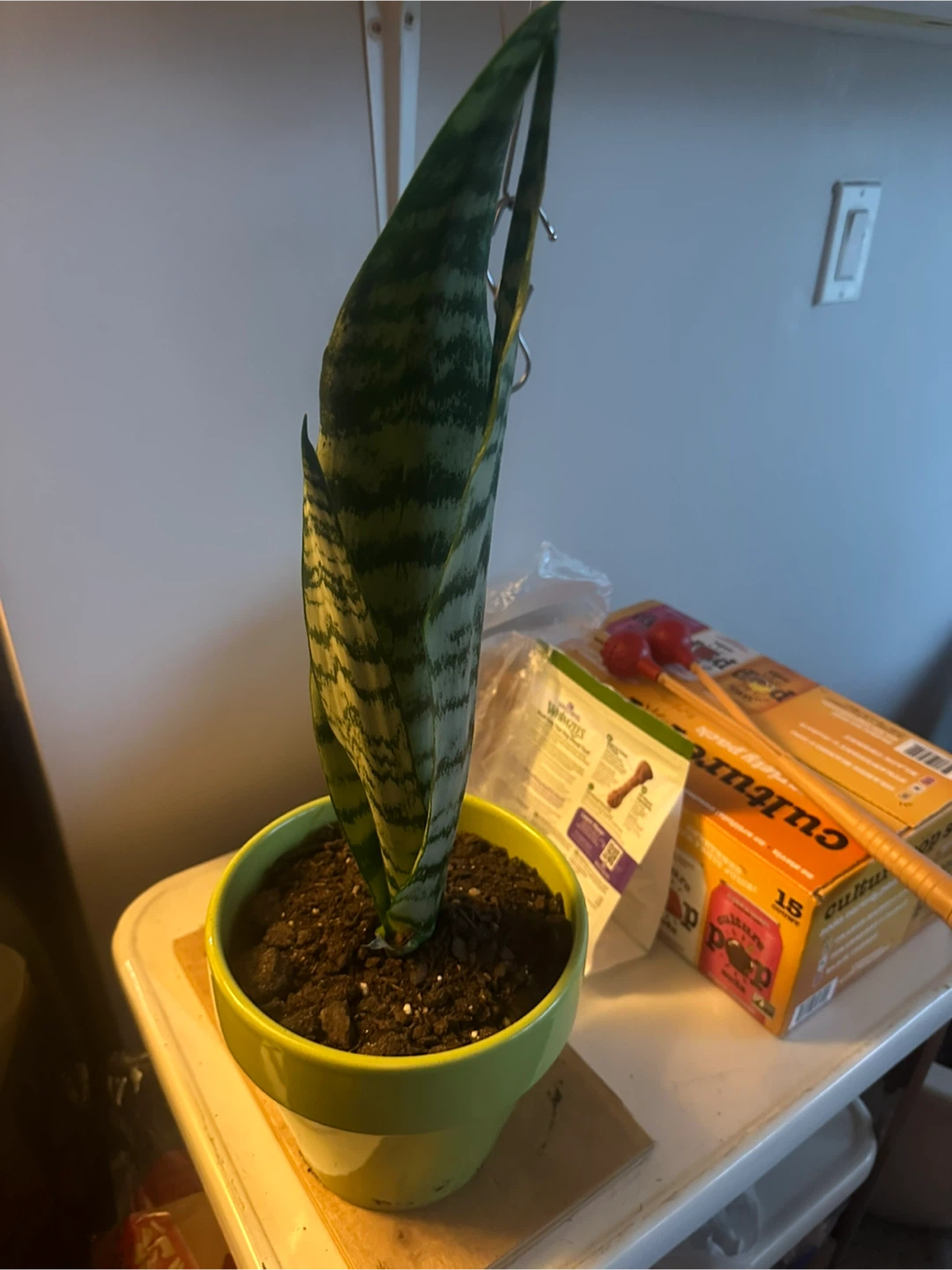 Potted Snake Plant