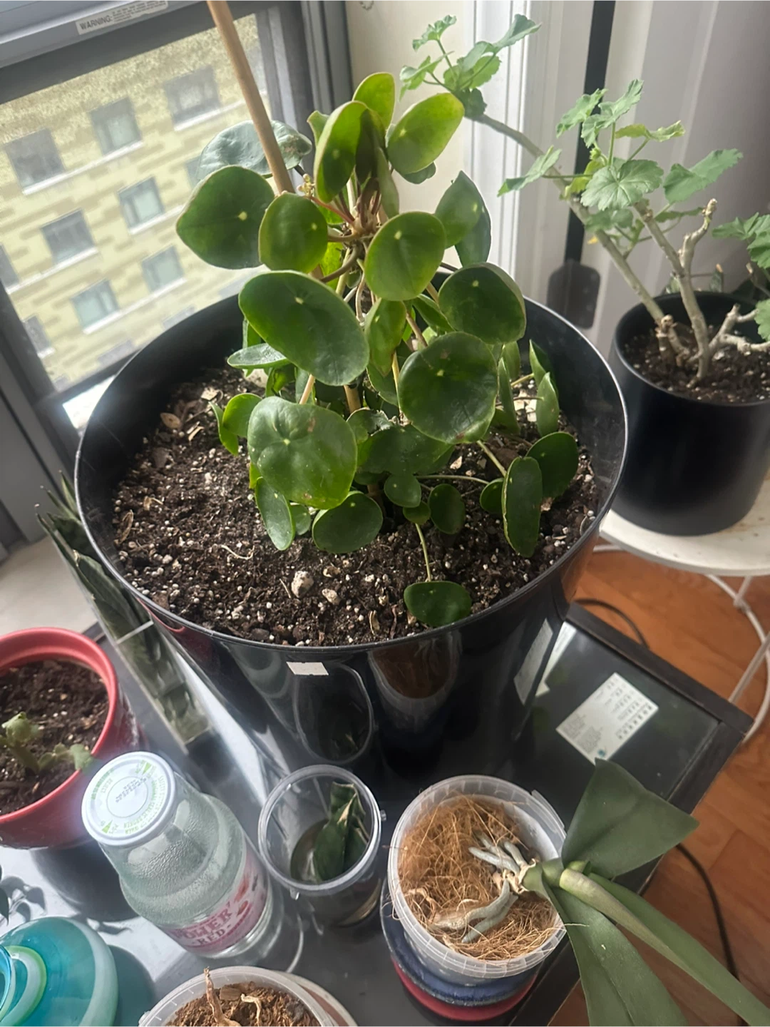 Pilea peperomioides plant