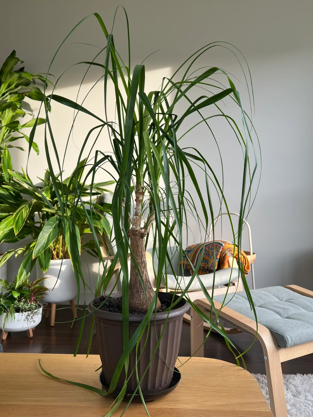 Plant - photo 3