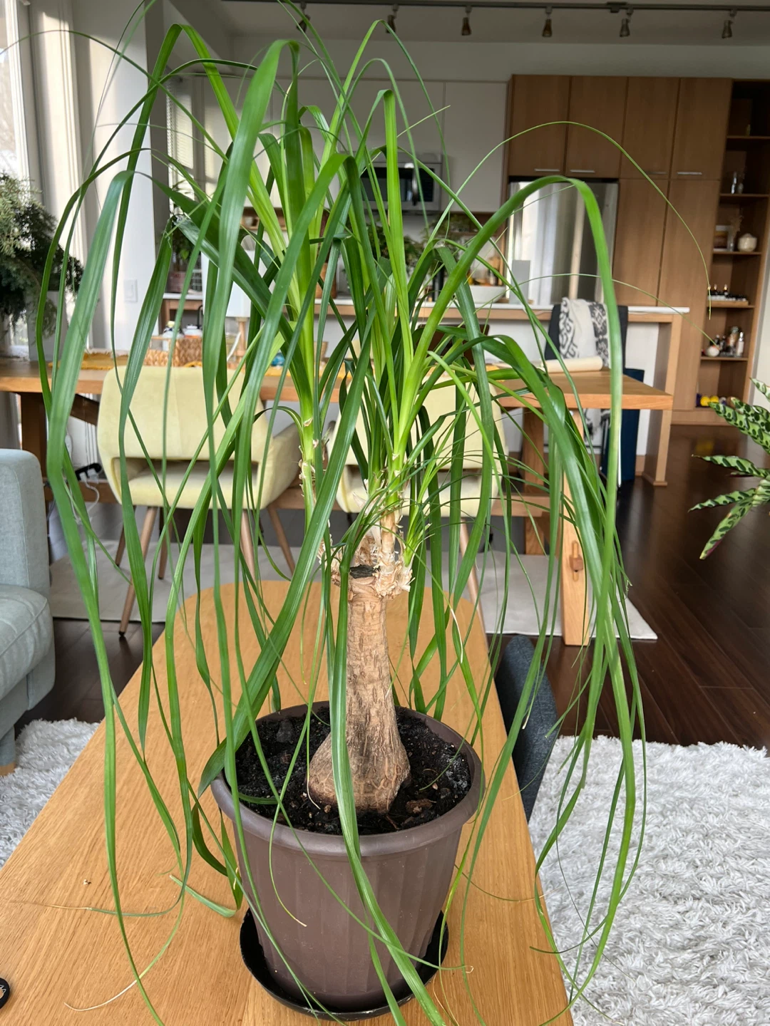 Plant
