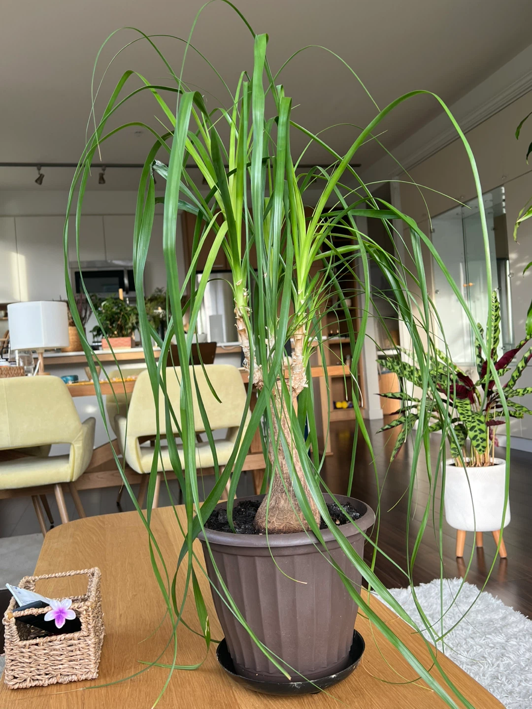 Plant - photo 2