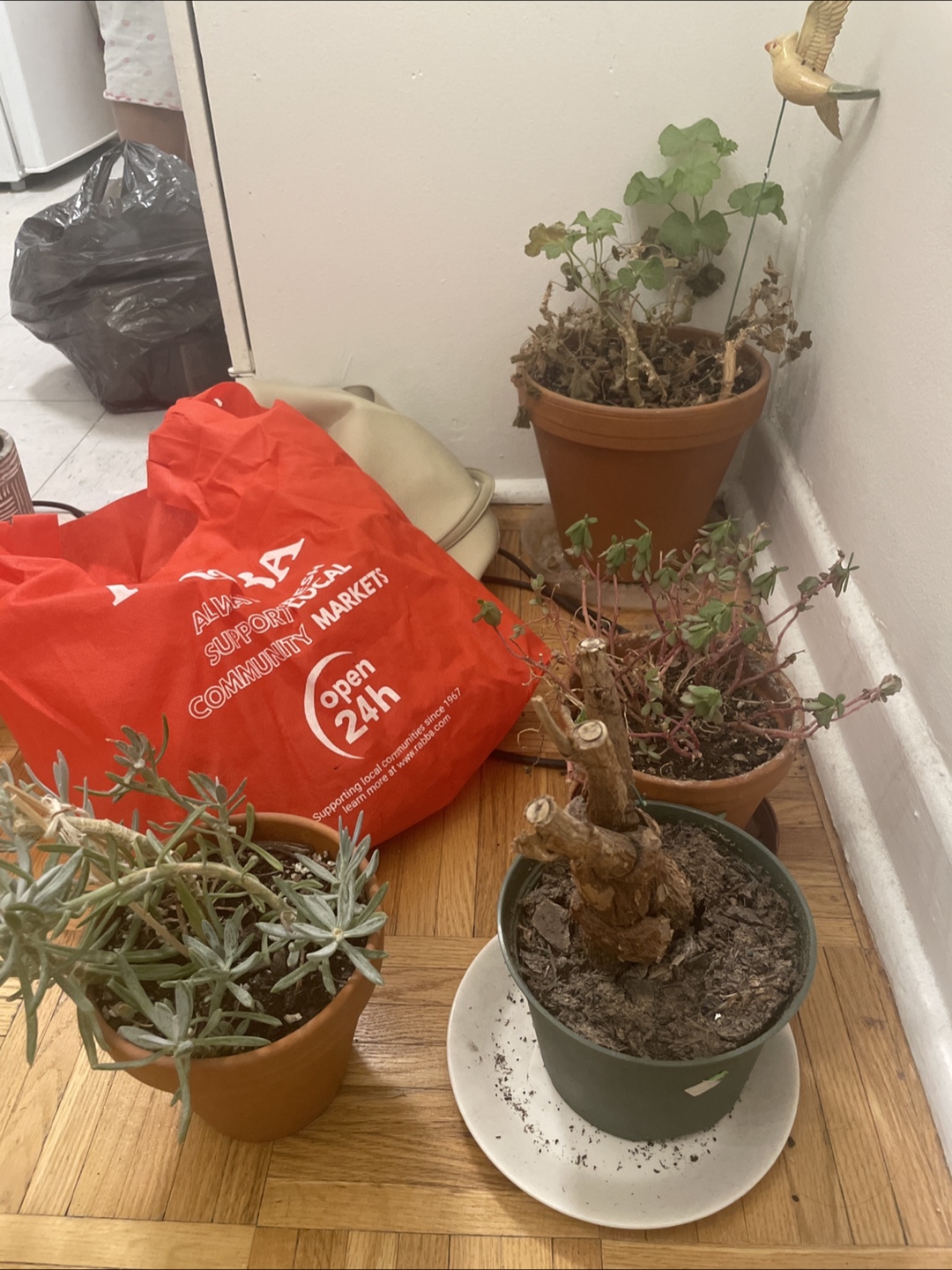 Free plants and pots