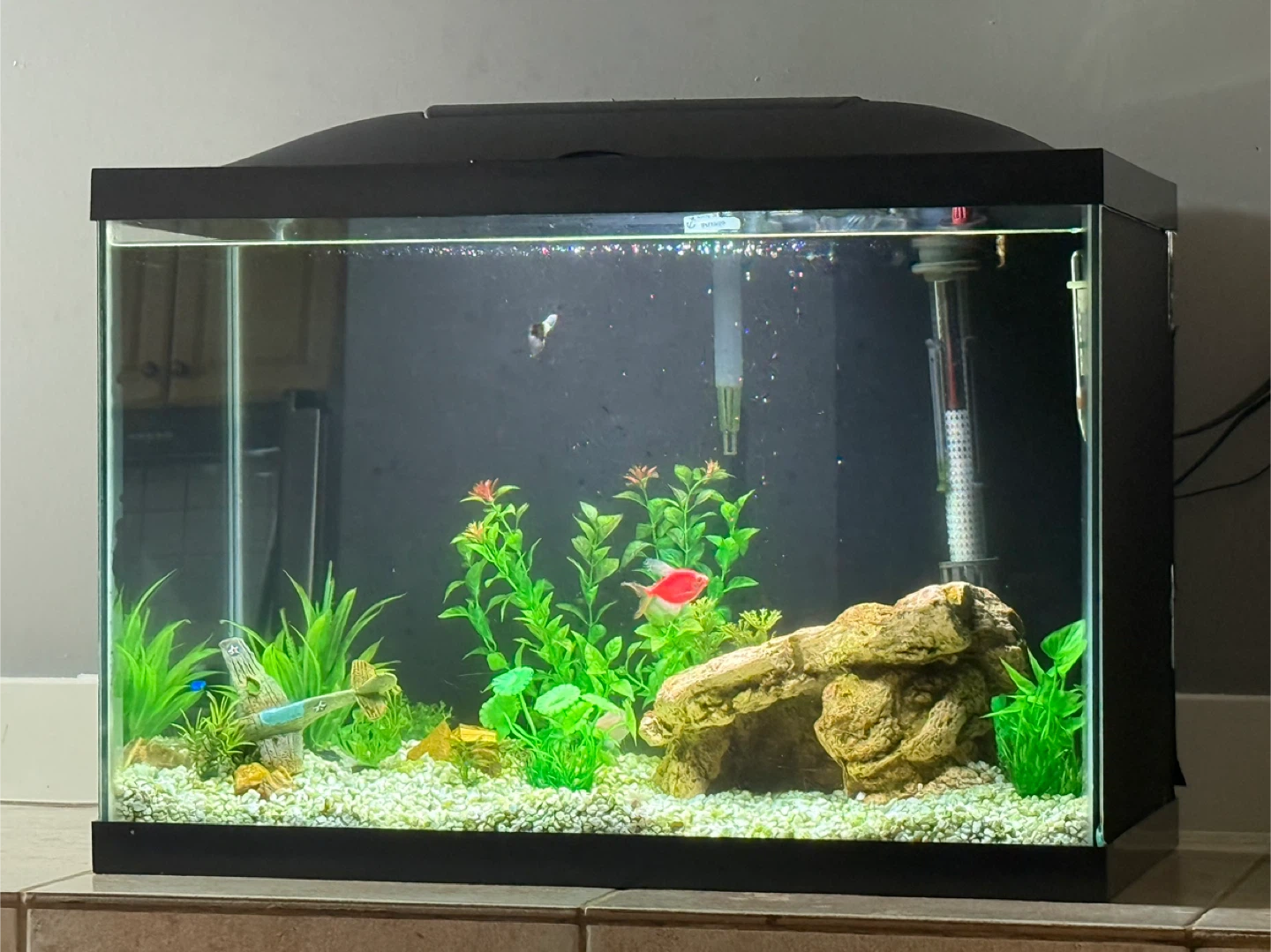 20 Gallon Aquarium FULL Setup – AquaClear 20, Heater, LED Light