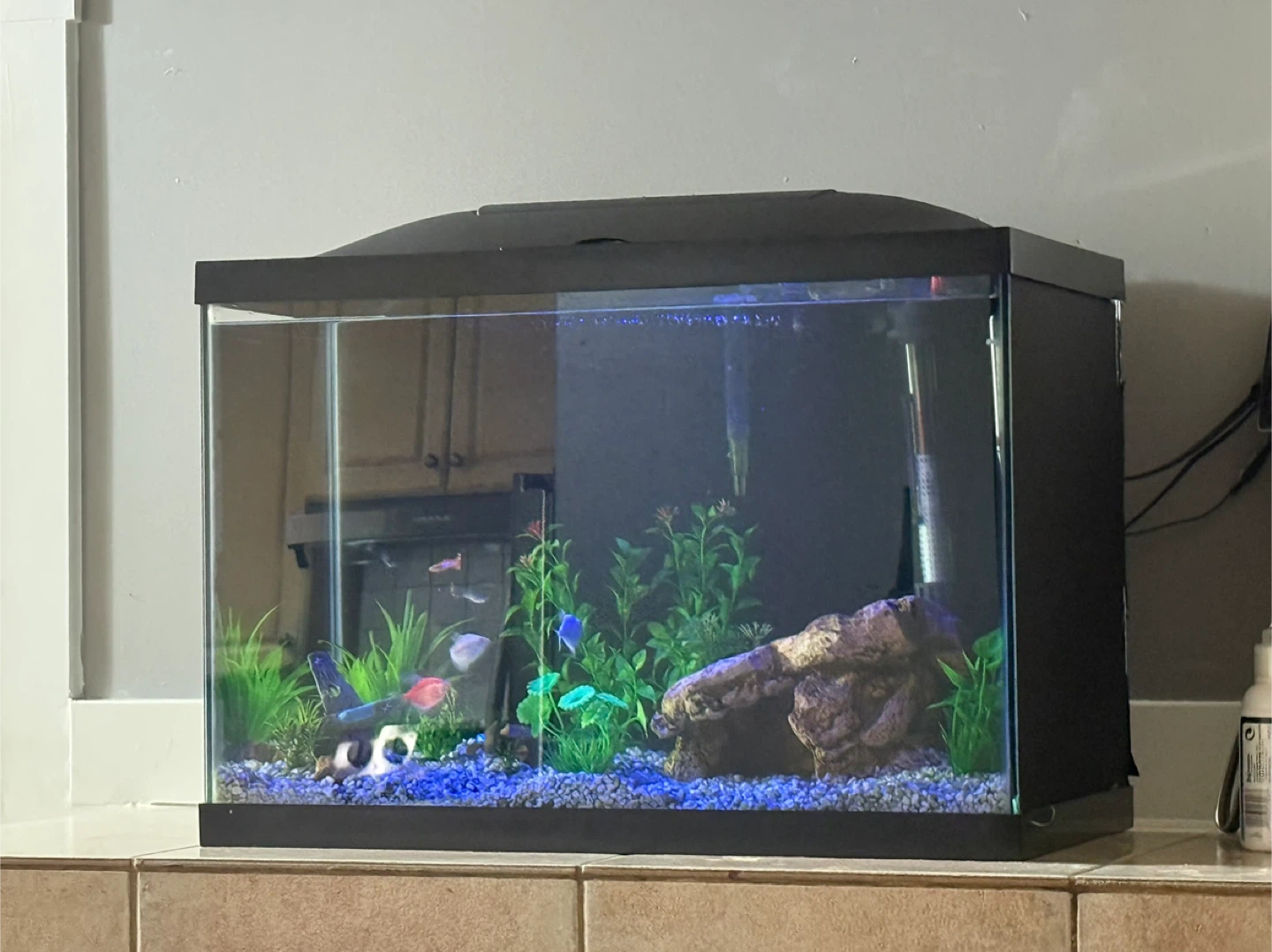 20 Gallon Aquarium FULL Setup – AquaClear 20, Heater, LED Light - photo 4
