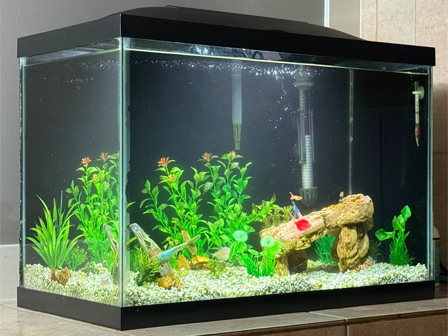 20 Gallon Aquarium FULL Setup – AquaClear 20, Heater, LED Light - photo 2