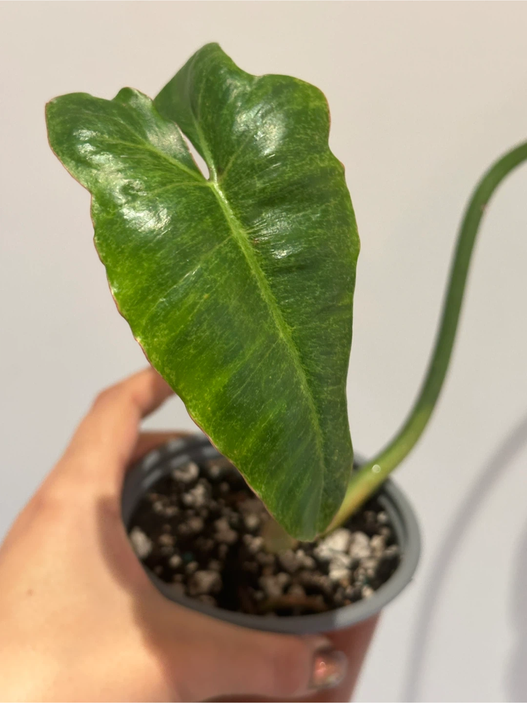 Philodendron Paraiso Verde Plant - photo 2