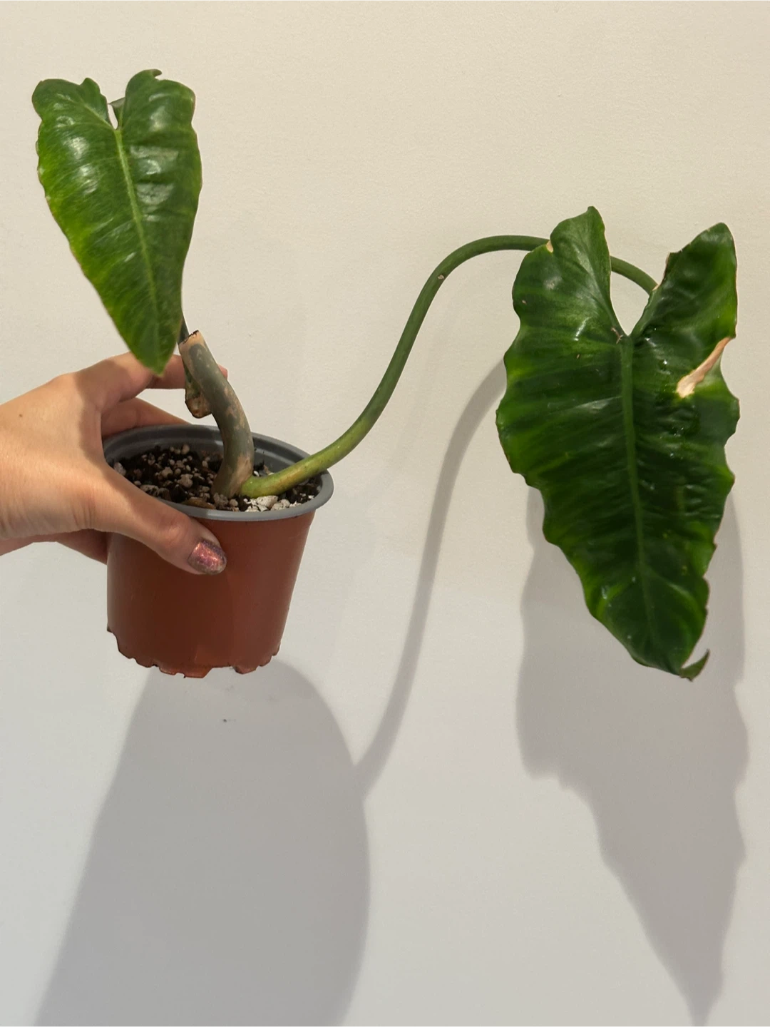 Philodendron Paraiso Verde Plant