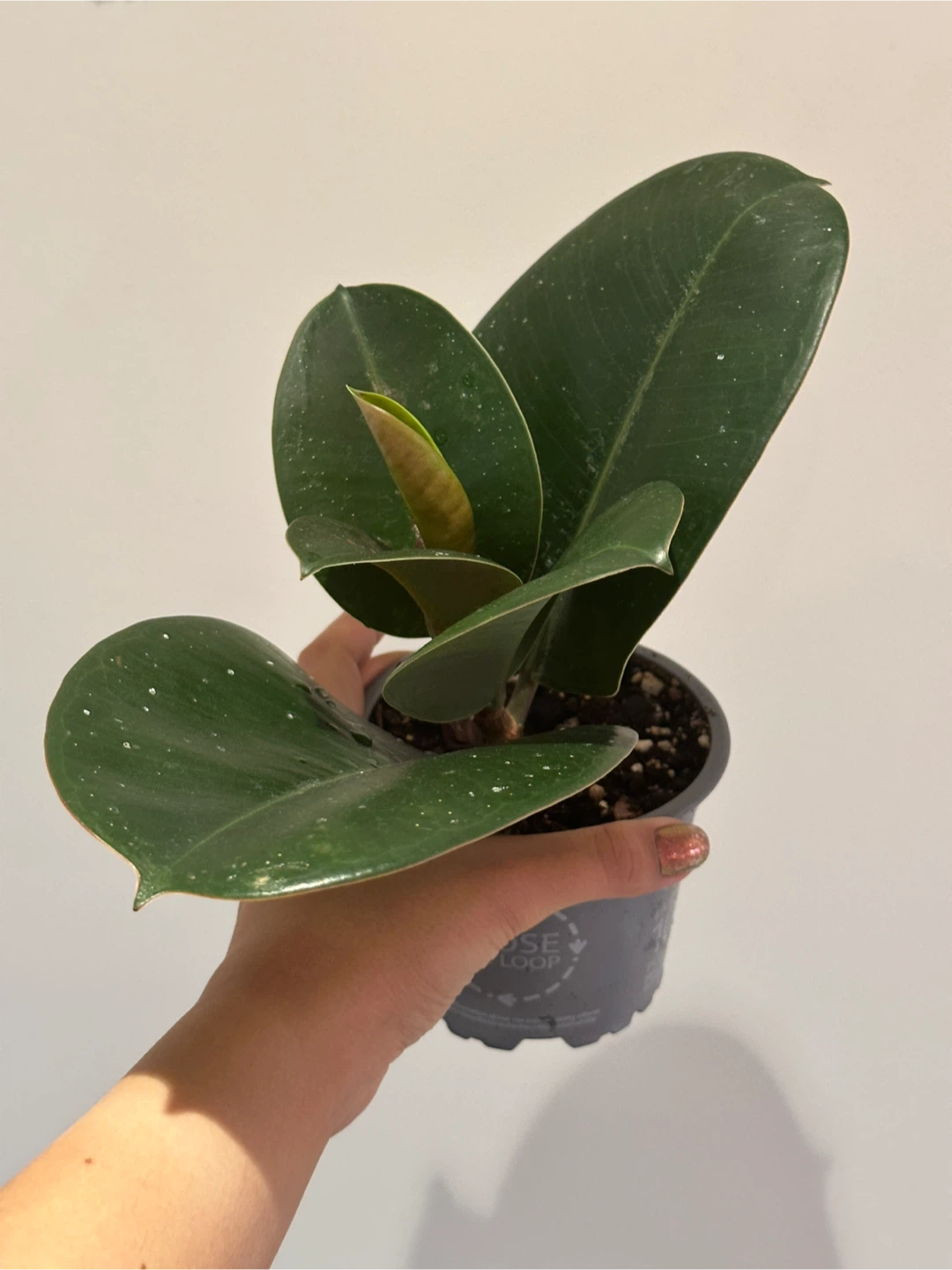 Ficus Elastica Plant - photo 2