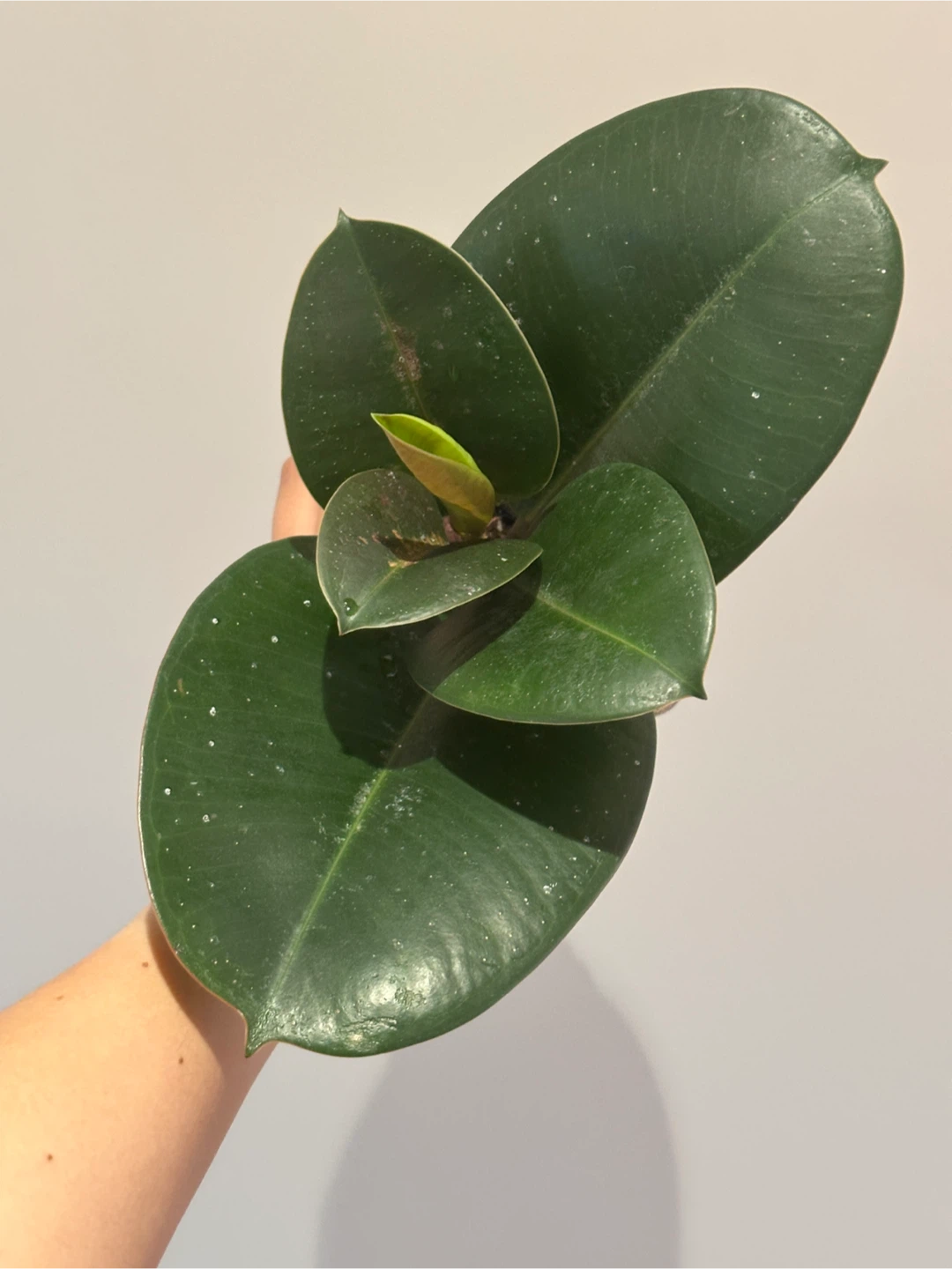 Ficus Elastica Plant