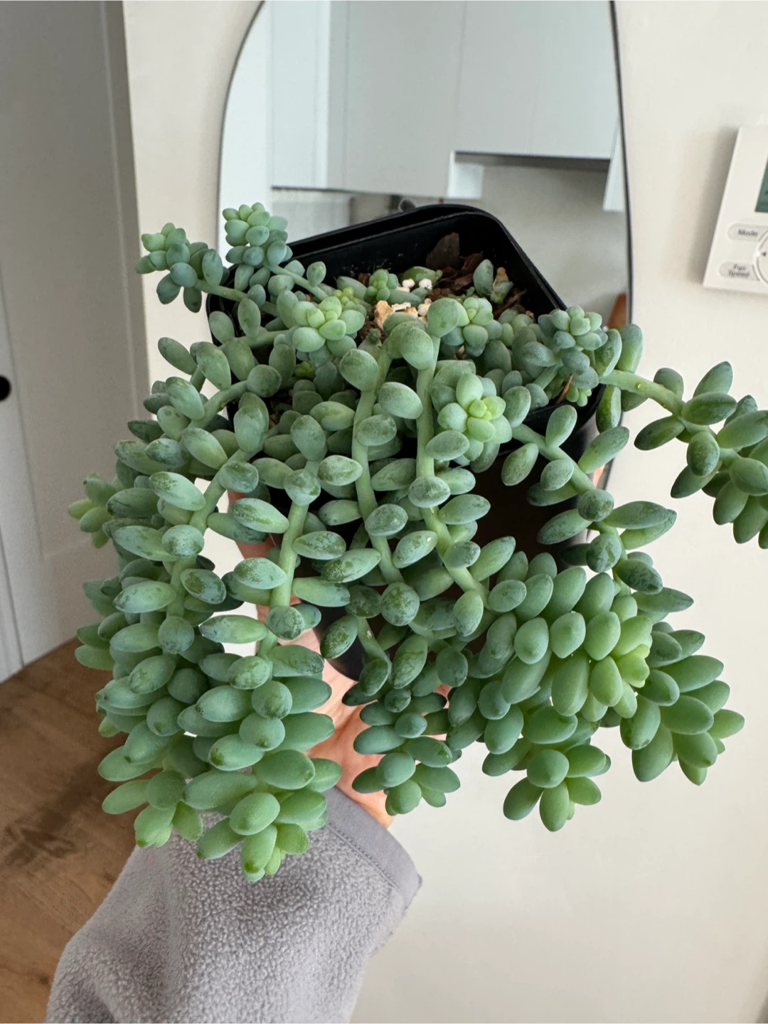Burro's Tail Succulent - photo 2