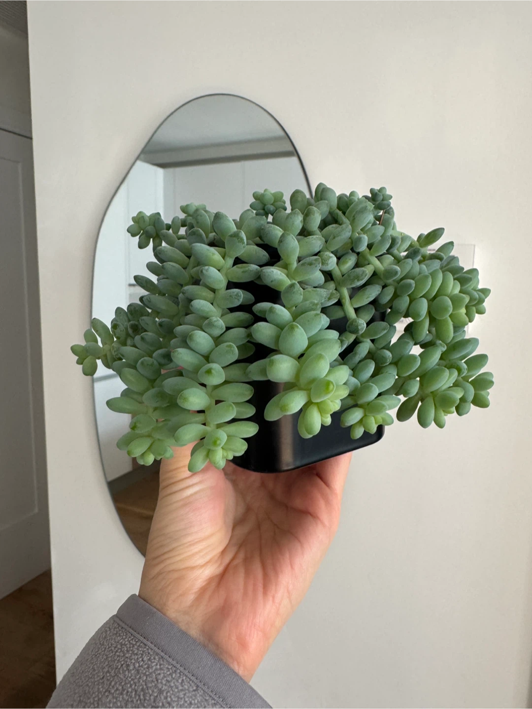 Burro's Tail Succulent