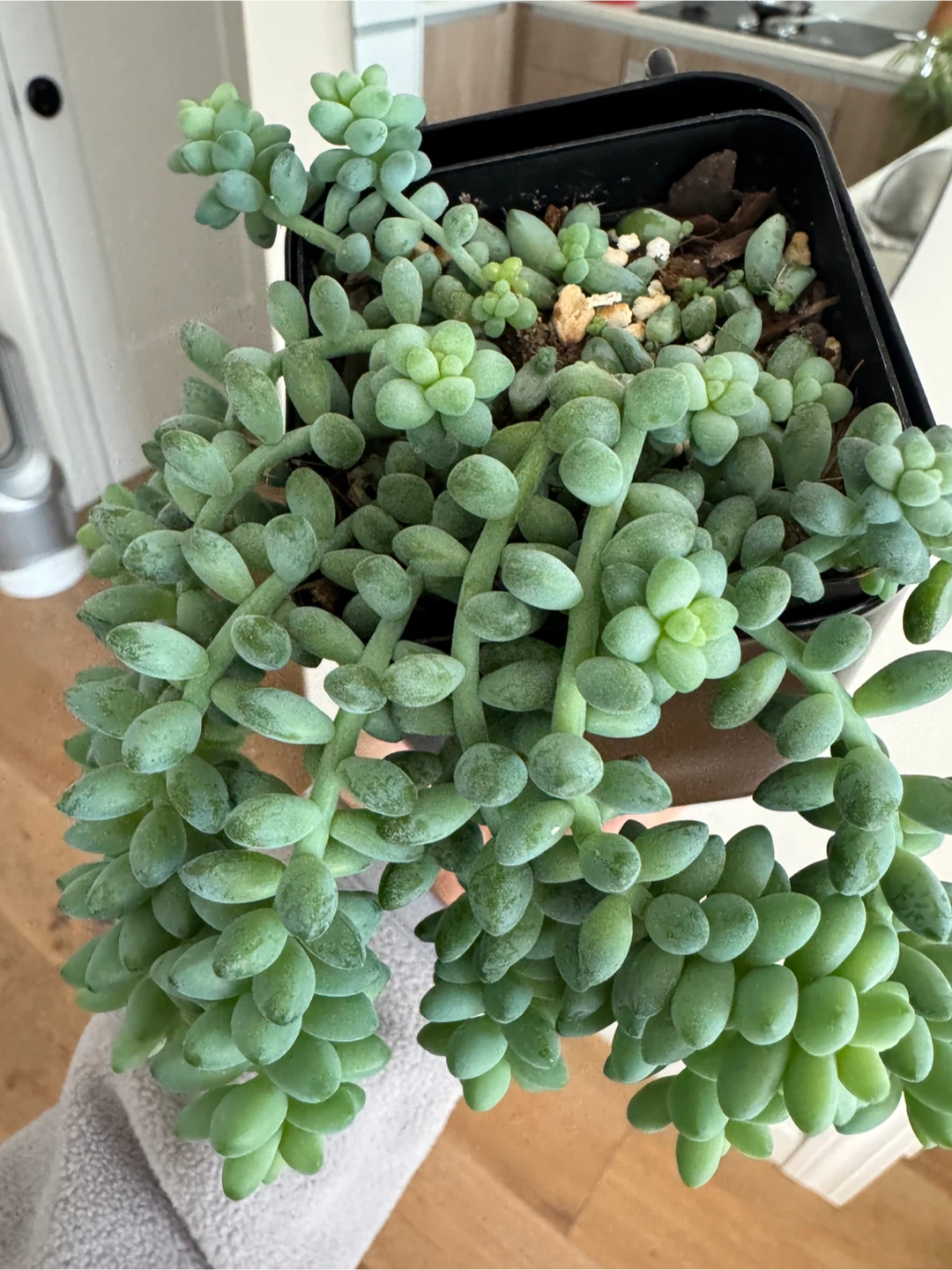 Burro's Tail Succulent - photo 3
