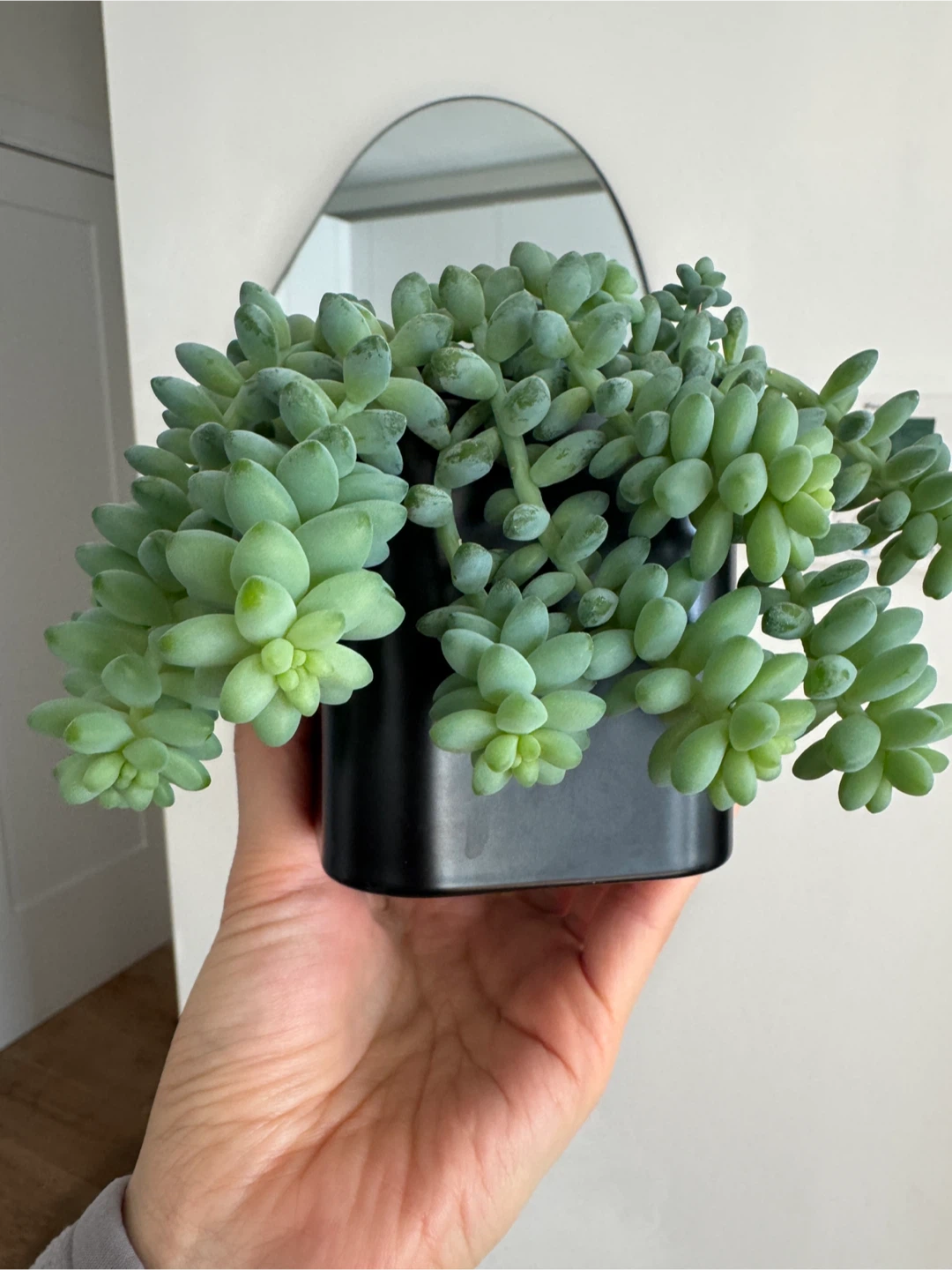Burro's Tail Succulent - photo 4