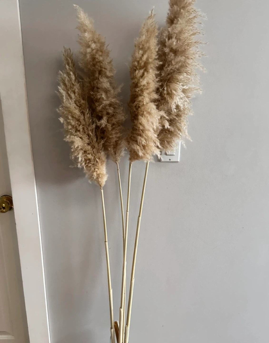 🥕4 60” real dried Pampas grass