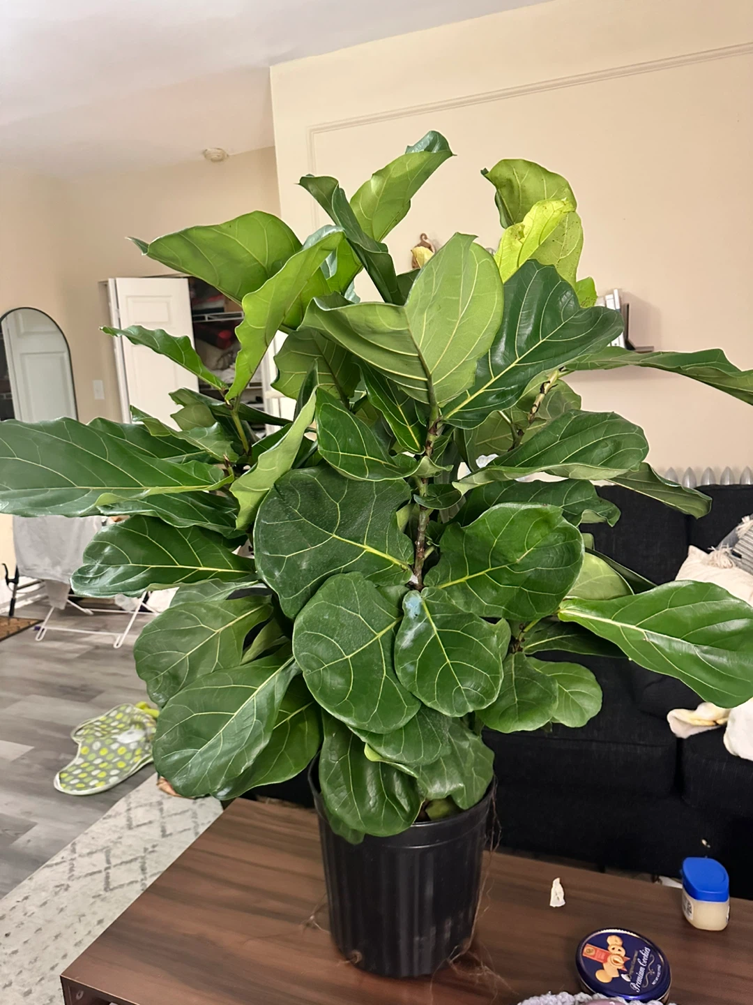 Fiddle Leaf Fig Tree (5 ft.) - Need Gone!